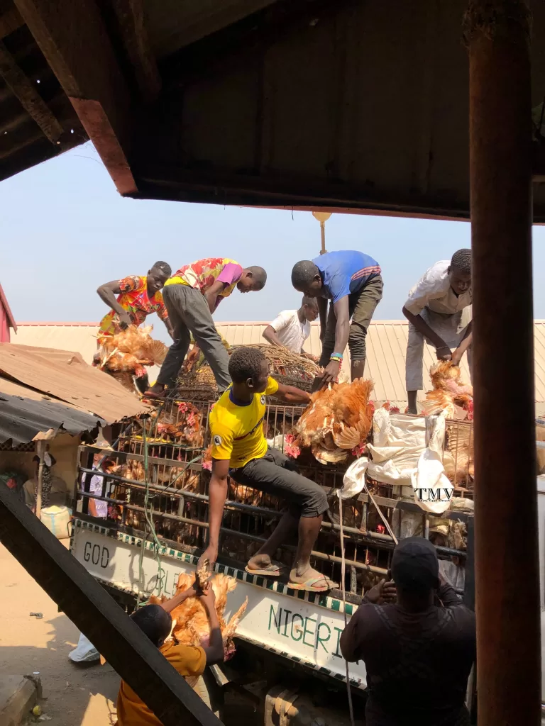 Christmas fowls being hauled on a truck for home distribution